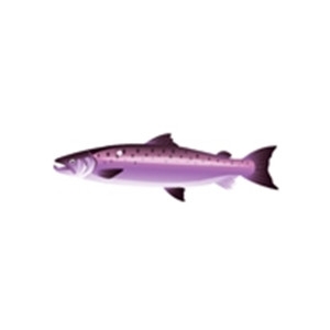 Light Purple Salmon